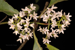 Chionanthus ramiflorus